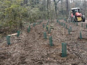 Rinasce il bosco al Parco di Monza