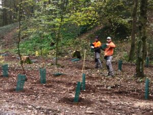 Rinasce il bosco al Parco di Monza