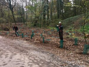 Rinasce il bosco al Parco di Monza
