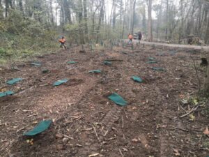 Rinasce il bosco al Parco di Monza