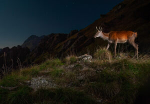 Fusone in notte di luna piena