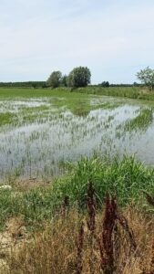 Riso campo risicoltura