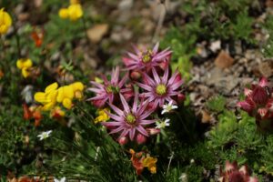 Fiori spontanei