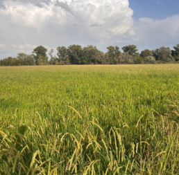 Campo riso seminato su sodo uai