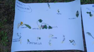 Prati stabili scuole disegno